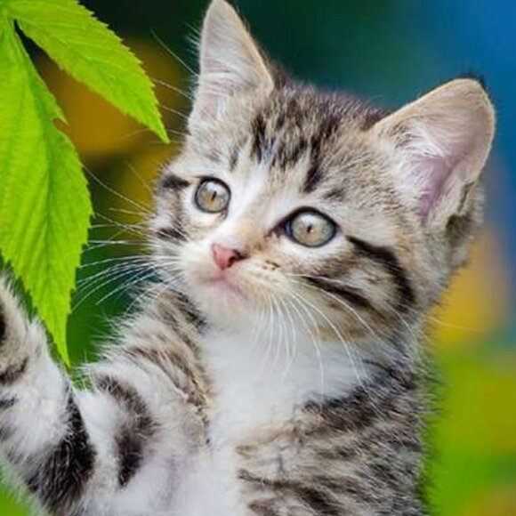 New sealed Ravensburger-3x49 Piece Puzzle - Kittens (cats) - Picture 6 of 16